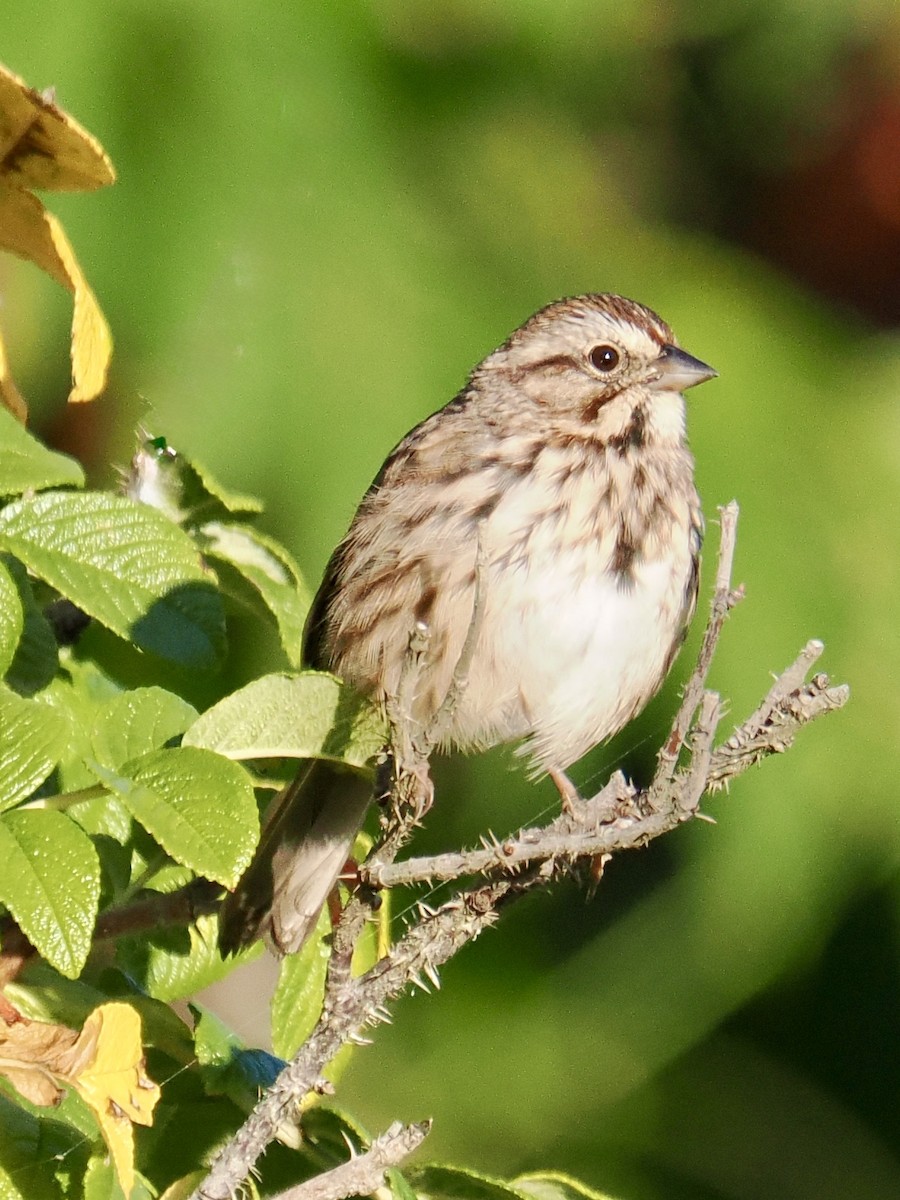 Song Sparrow - ML641937877