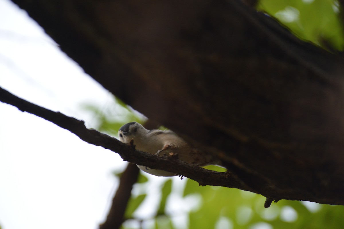White-breasted Nuthatch - ML641937889
