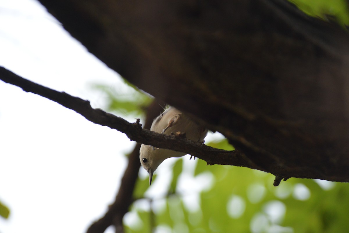 White-breasted Nuthatch - ML641937890