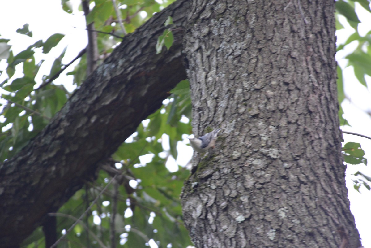 White-breasted Nuthatch - ML641937891