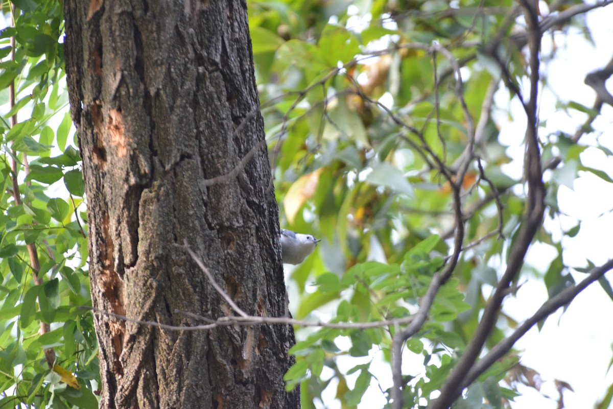 White-breasted Nuthatch - ML641937892