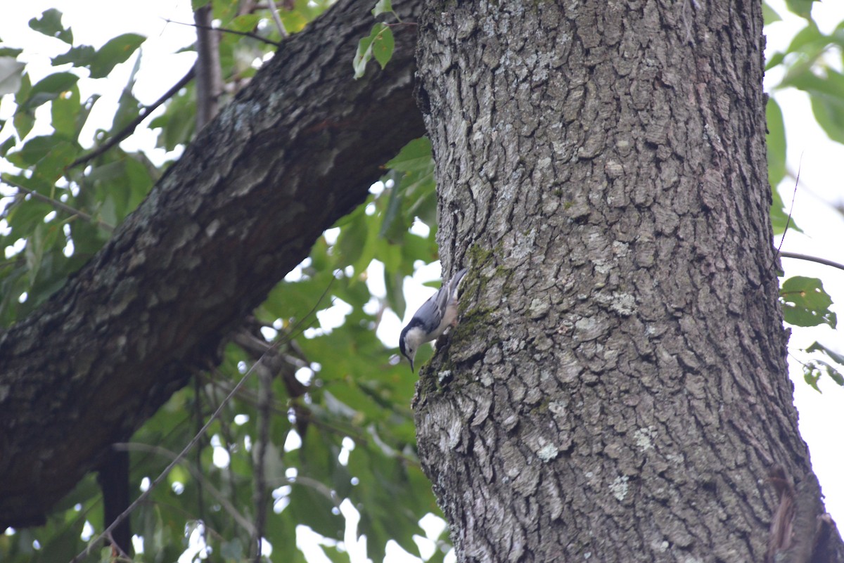 White-breasted Nuthatch - ML641937893