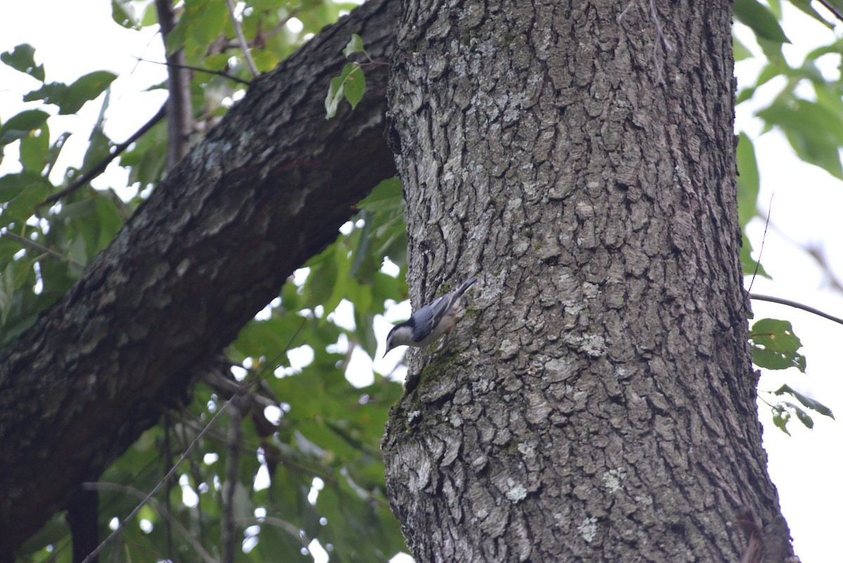 White-breasted Nuthatch - ML641937894