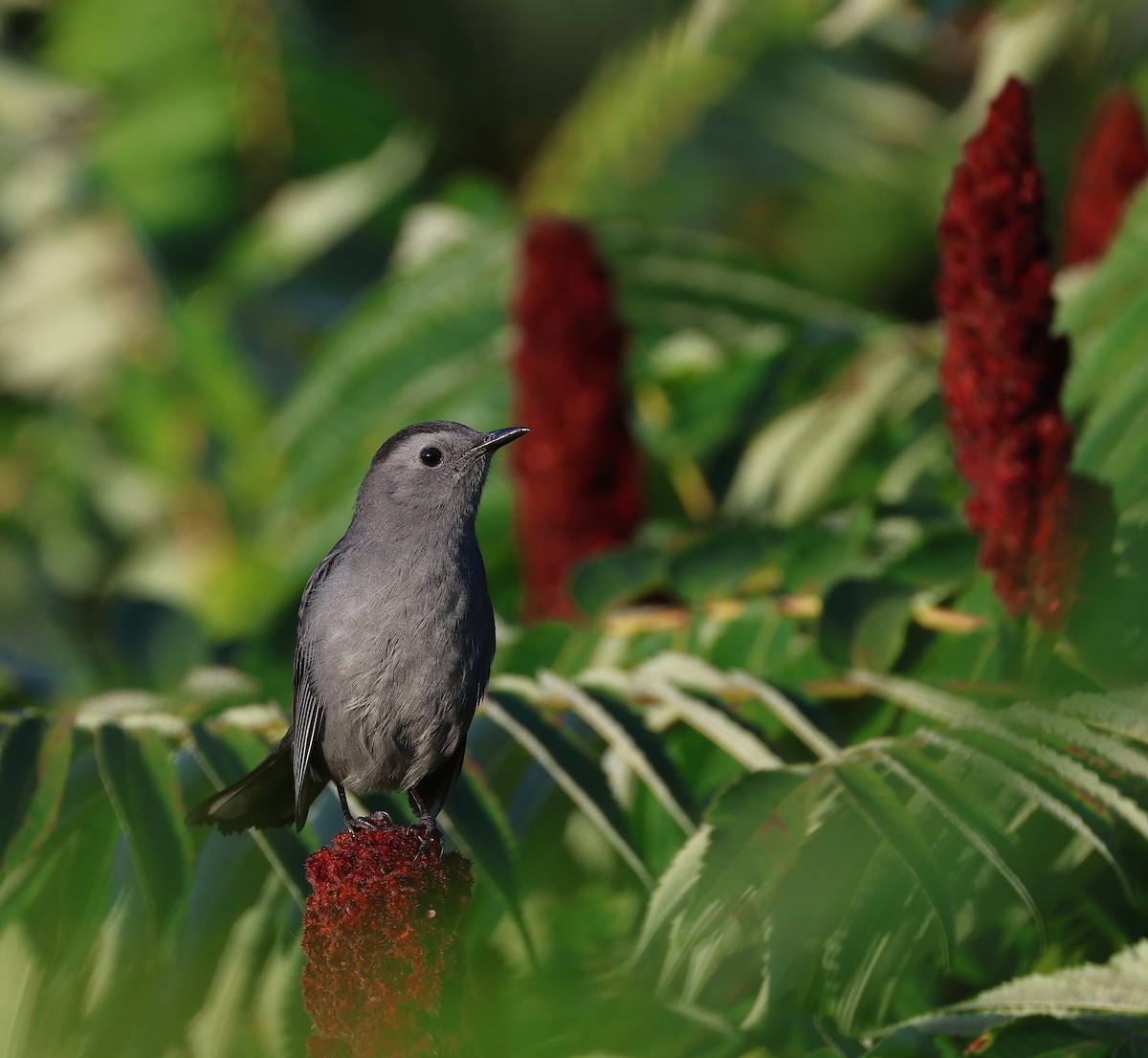 Gray Catbird - ML641937922