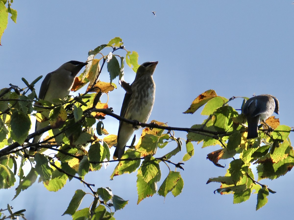 Cedar Waxwing - ML641937925
