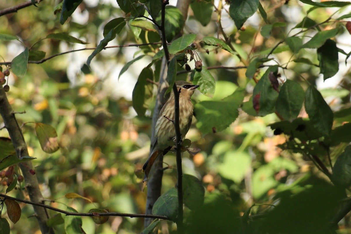 Cedar Waxwing - ML641937942