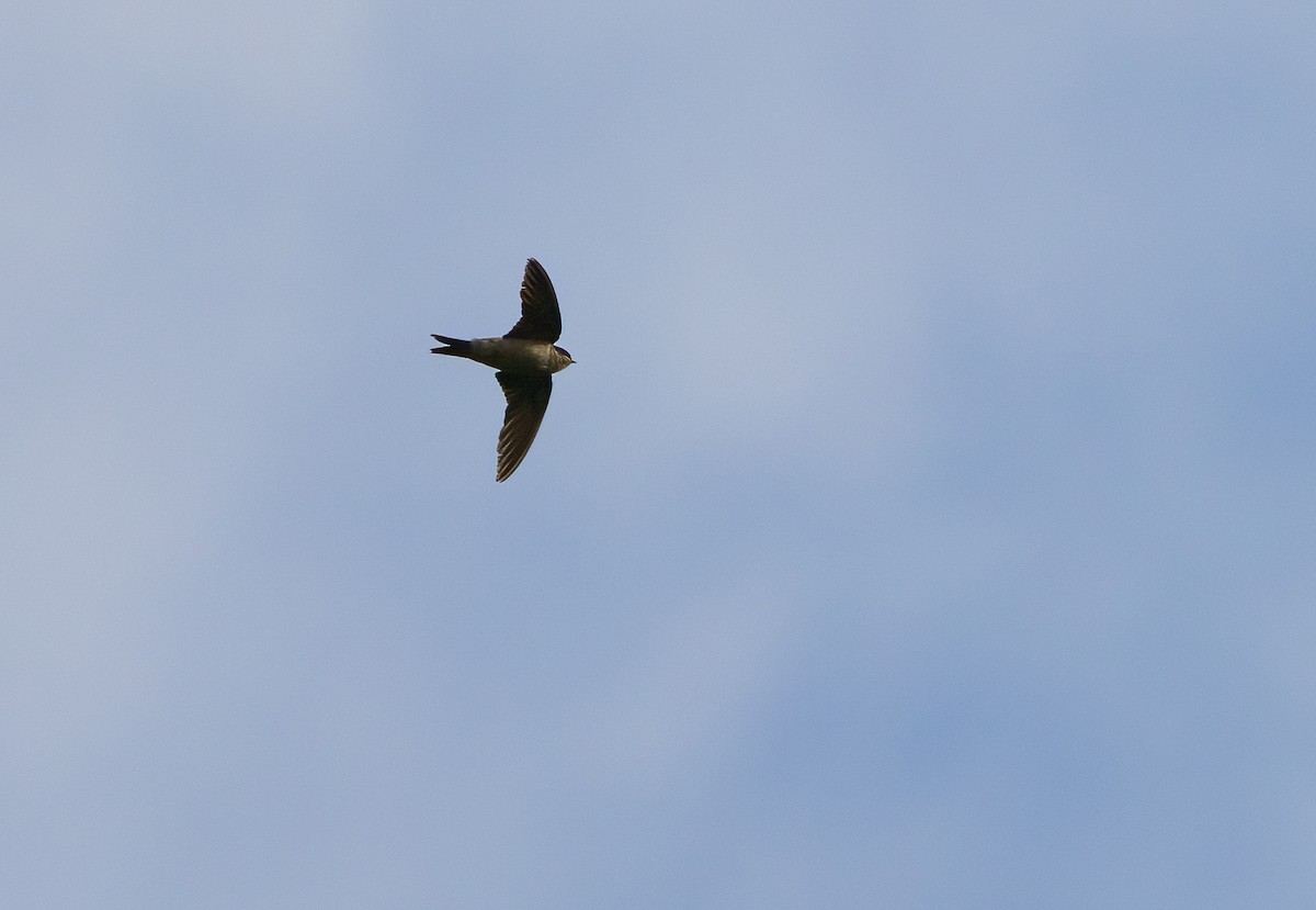 Western House-Martin - ML641937958