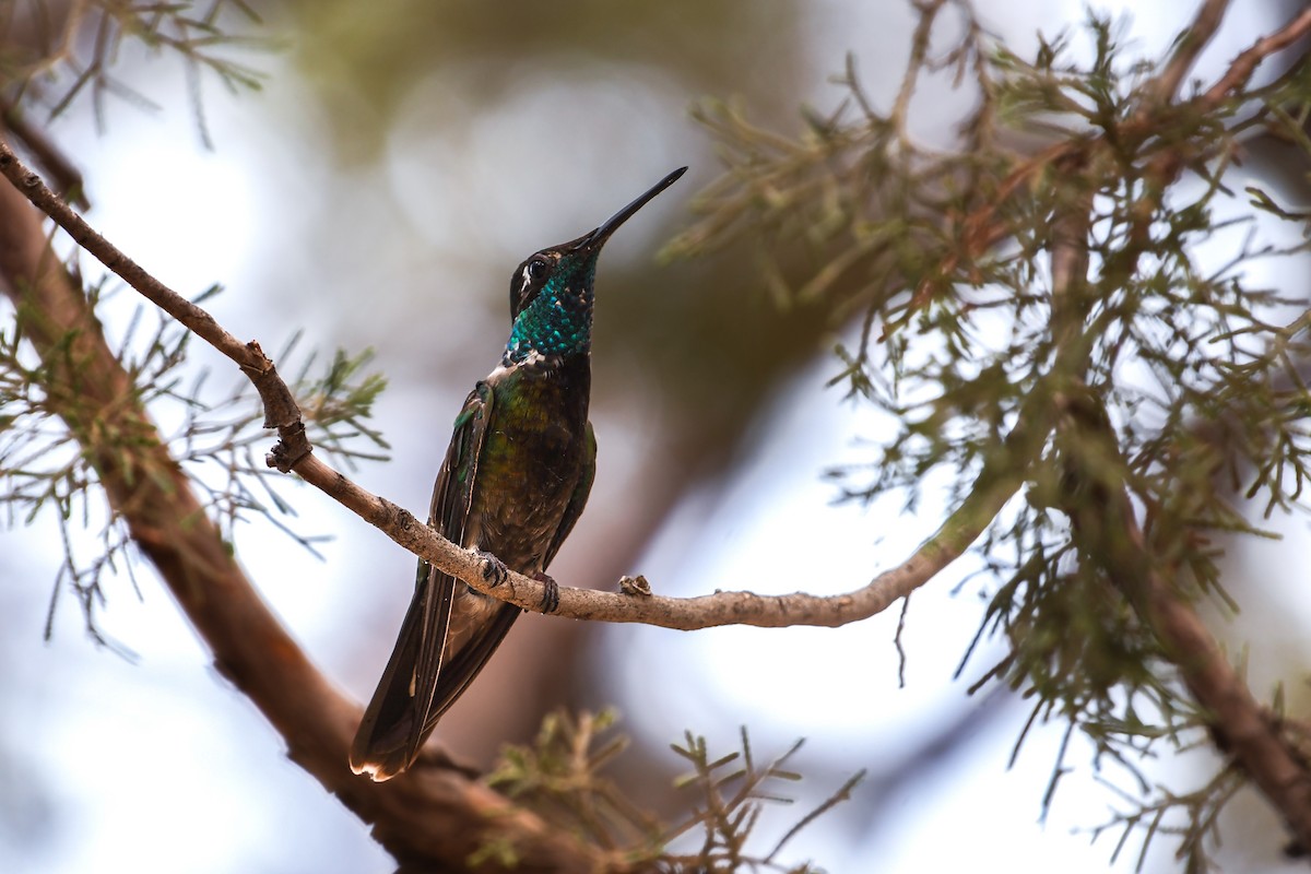 Rivoli's Hummingbird - ML641937987