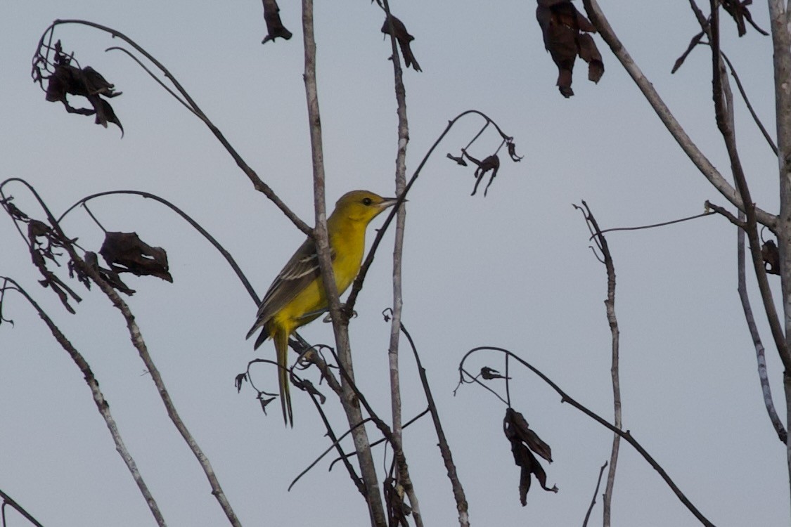 Orchard Oriole - ML641937990