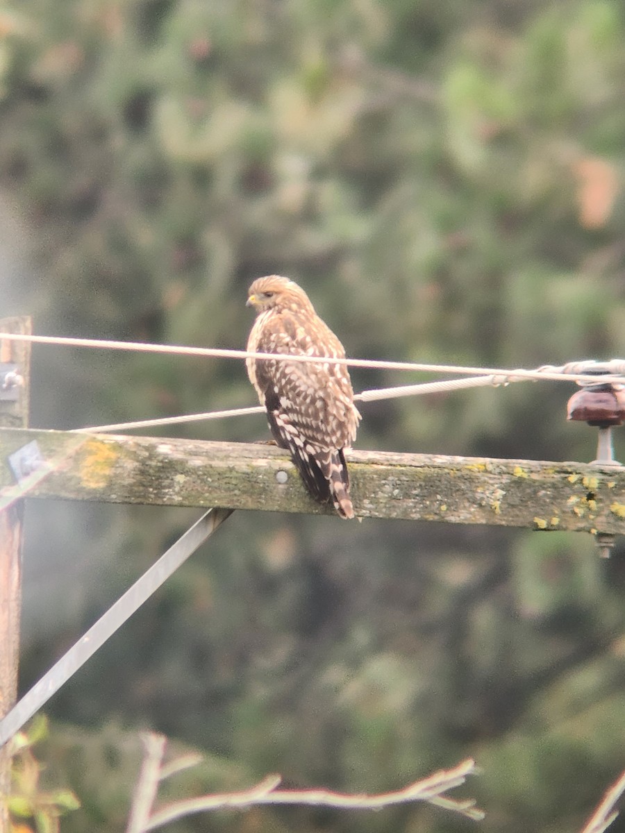 Red-shouldered Hawk - ML641937996