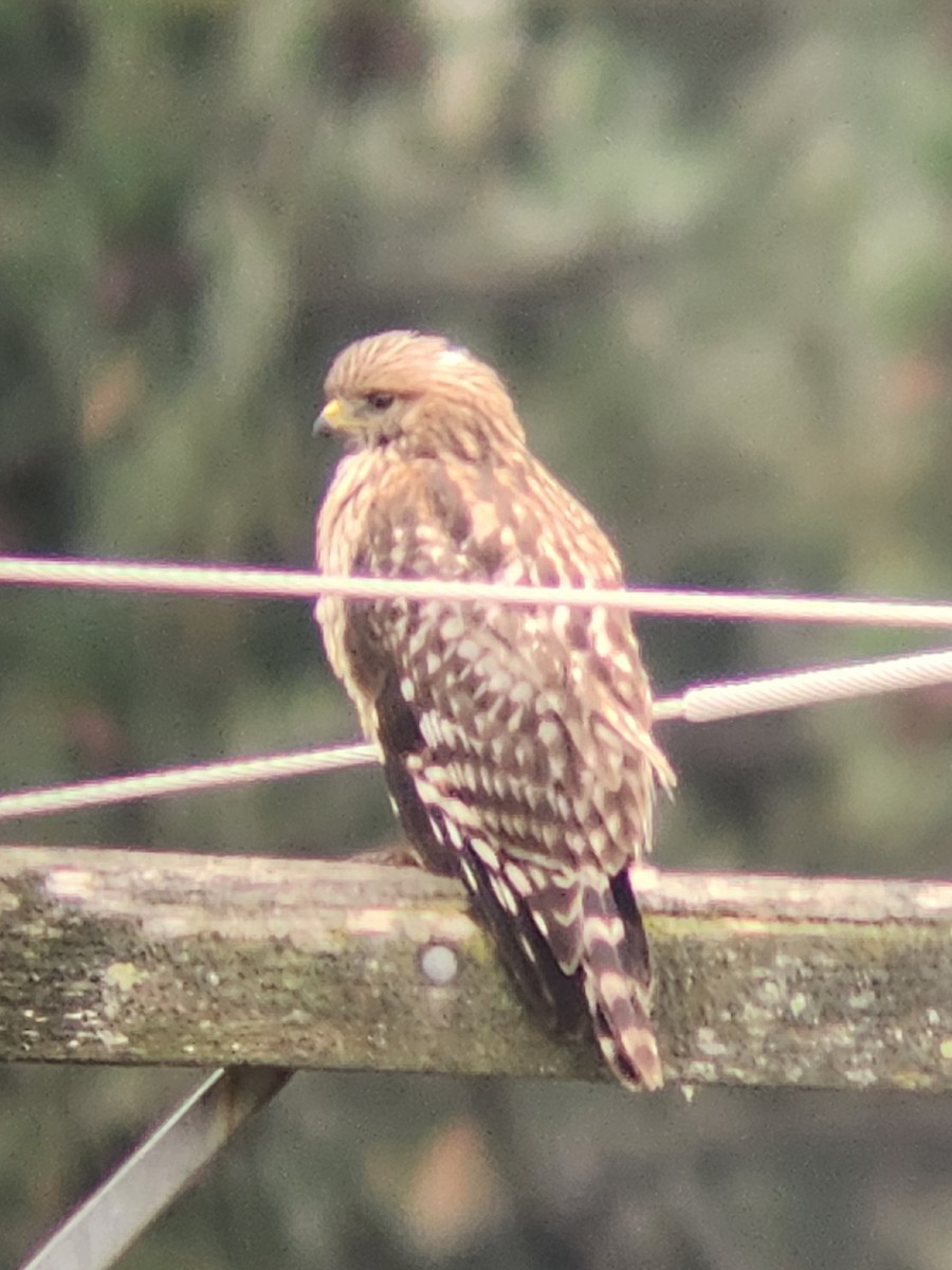 Red-shouldered Hawk - ML641937997