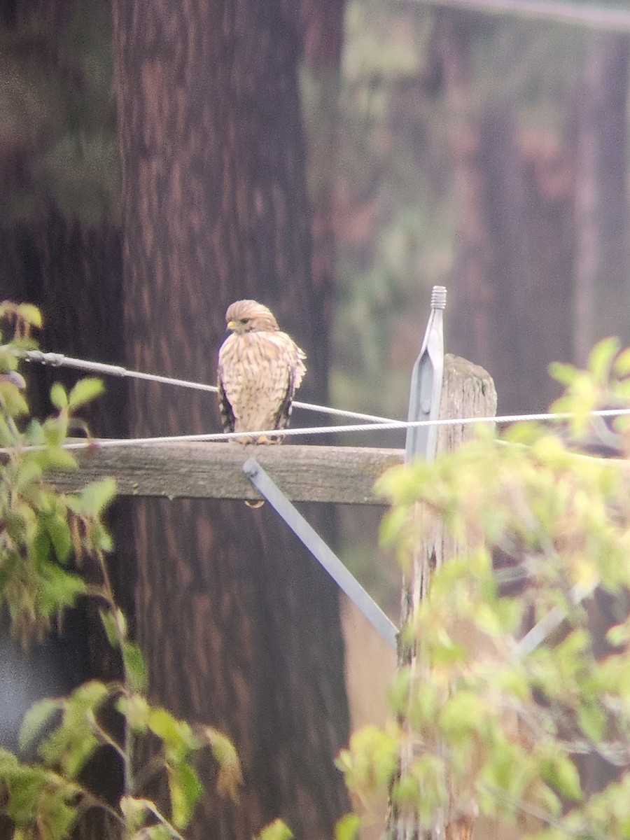 Red-shouldered Hawk - ML641937998