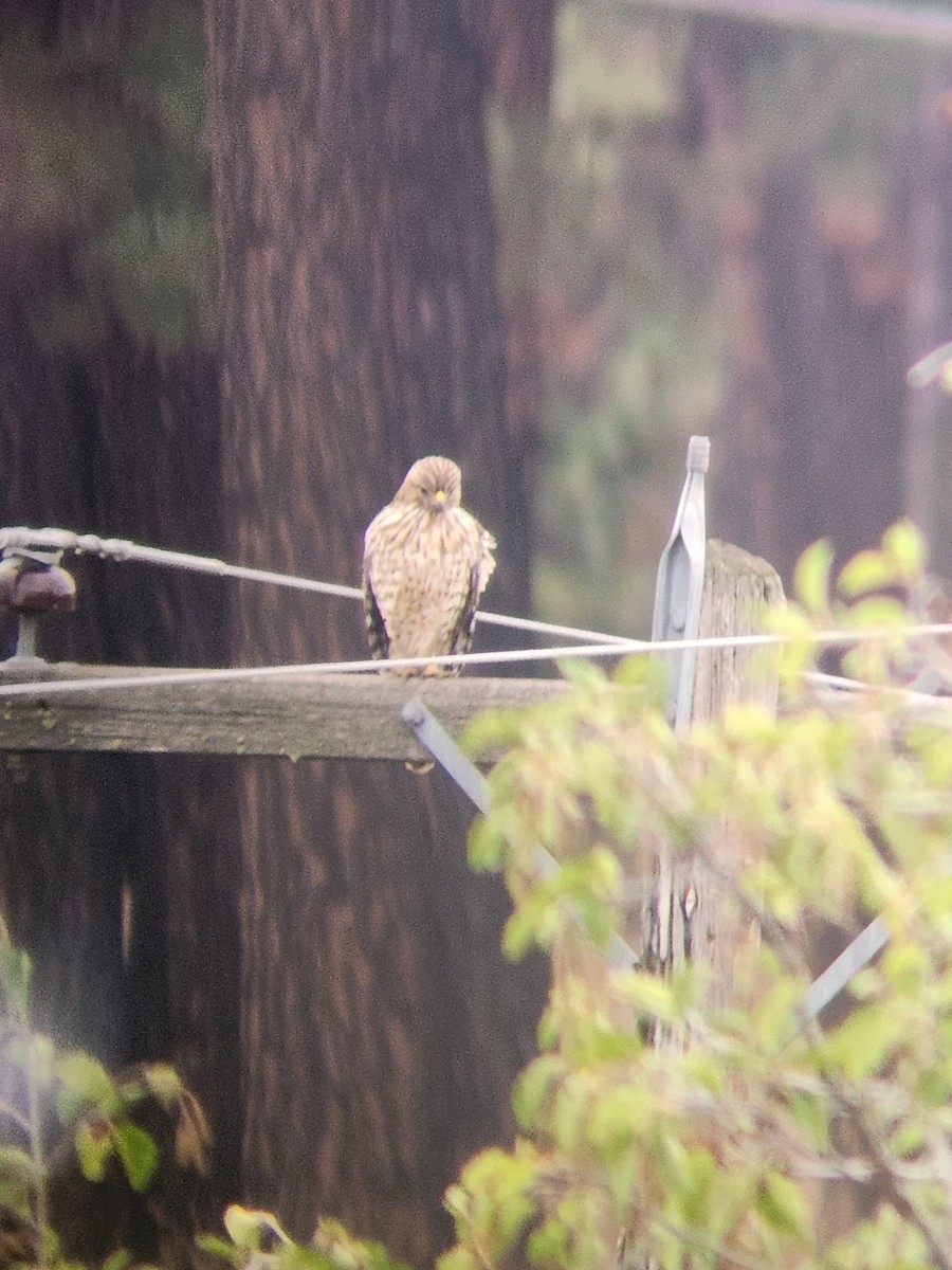 Red-shouldered Hawk - ML641937999