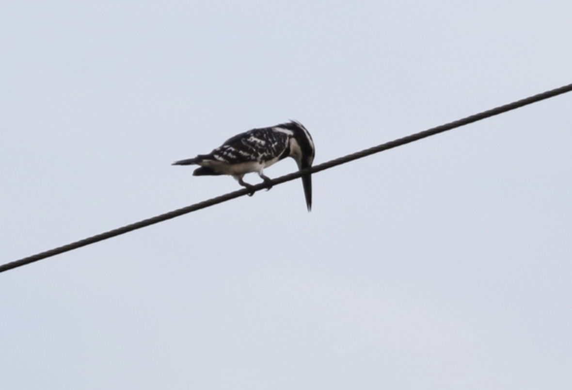 Pied Kingfisher - ML641938026