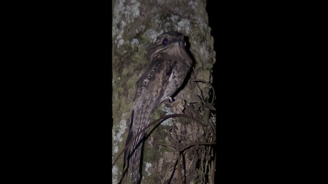 Common Potoo - ML641938028