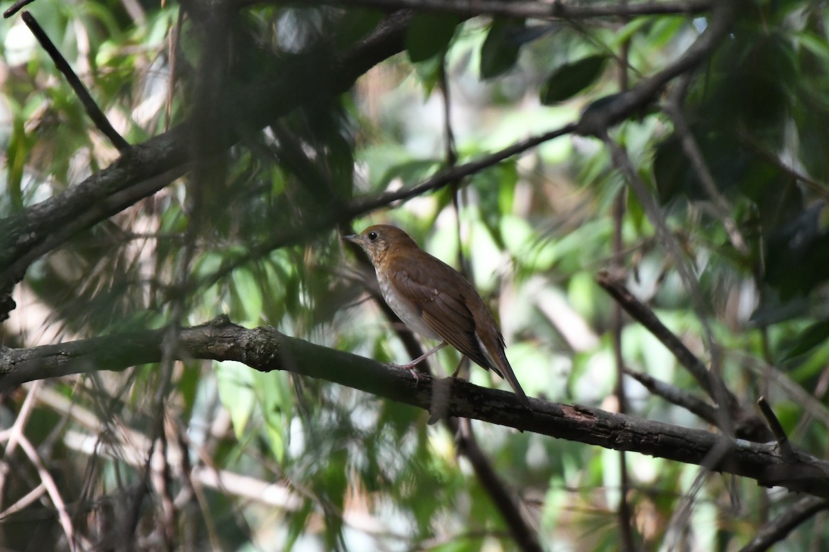 Veery - ML641938052