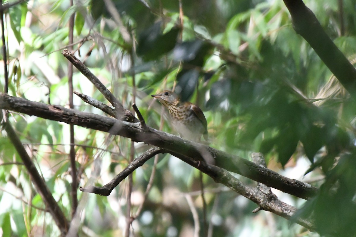 Veery - ML641938064