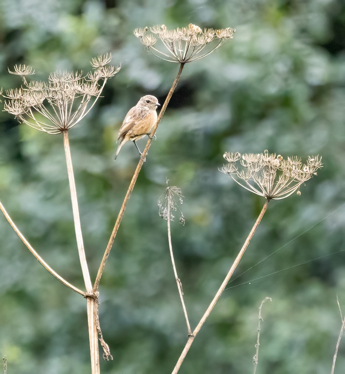 European Stonechat - ML641938071