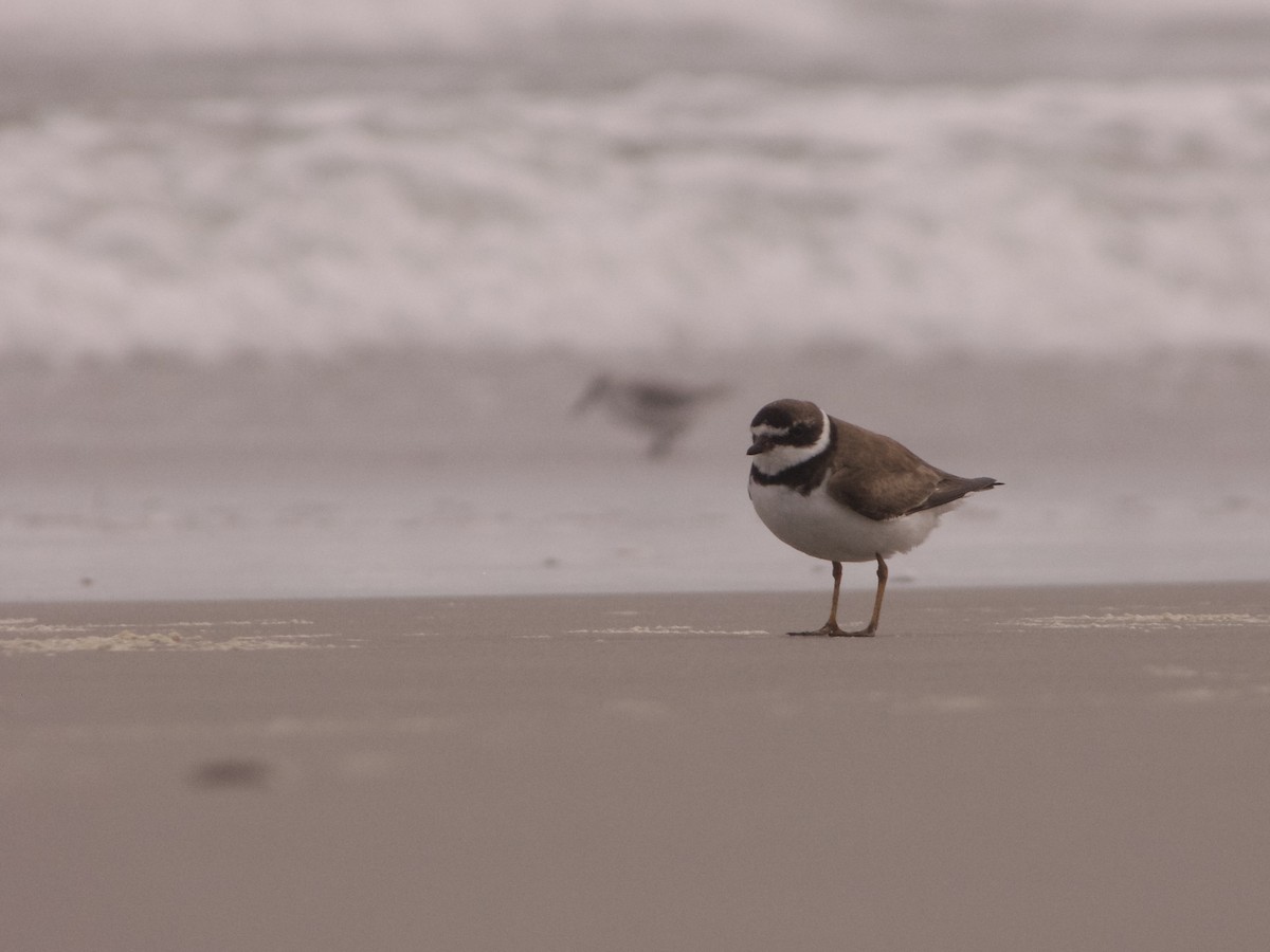 Semipalmated Plover - ML641938074