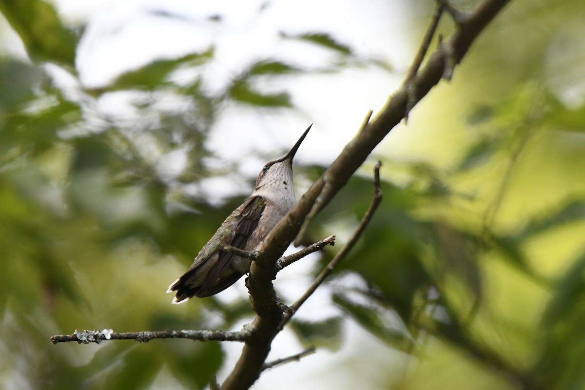 Colibrí Gorjirrubí - ML641938076