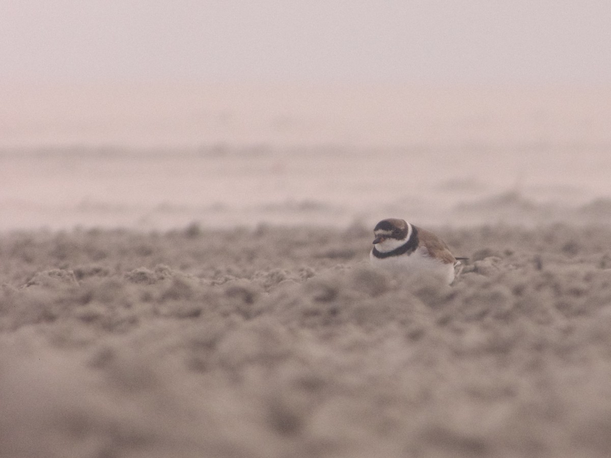 Semipalmated Plover - ML641938077