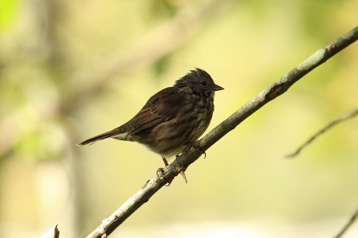 Song Sparrow - ML641938119