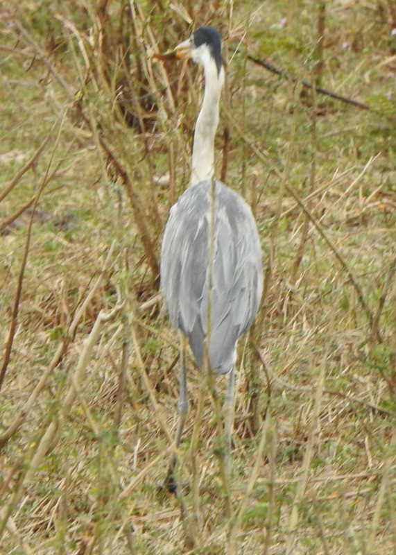 Cocoi Heron - ML641938120