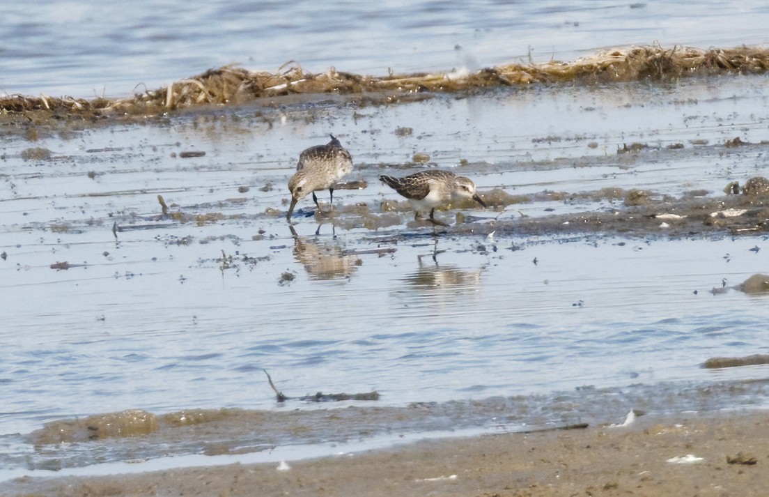 Weißbürzel-Strandläufer - ML641938125