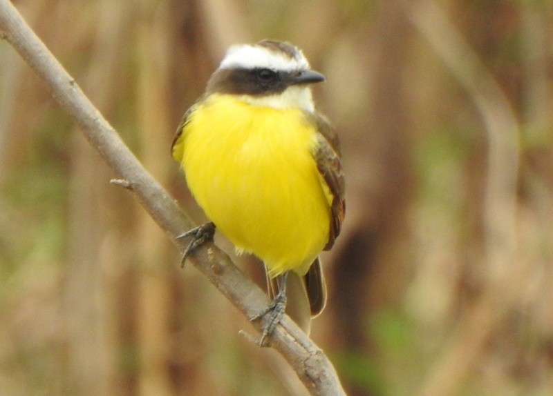Rusty-margined Flycatcher - ML641938126