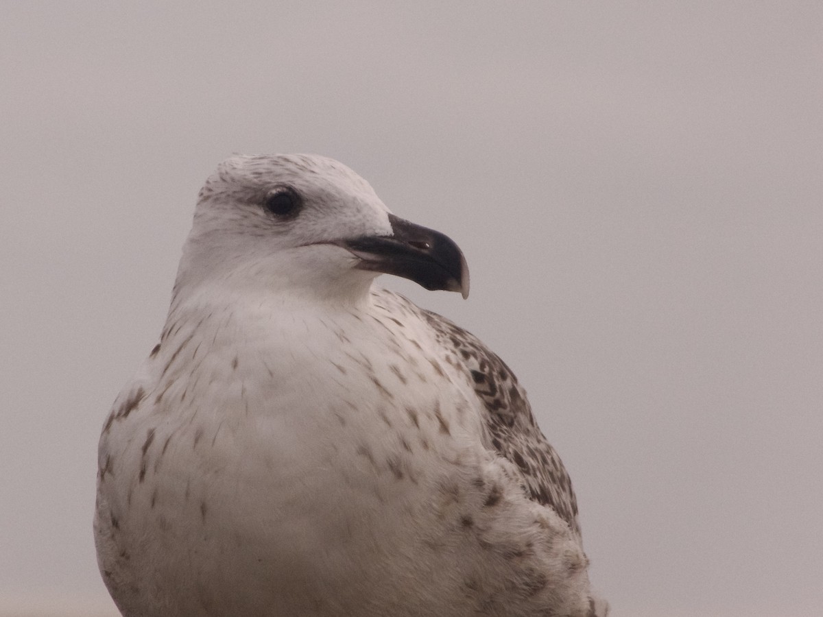 Great Black-backed Gull - ML641938127