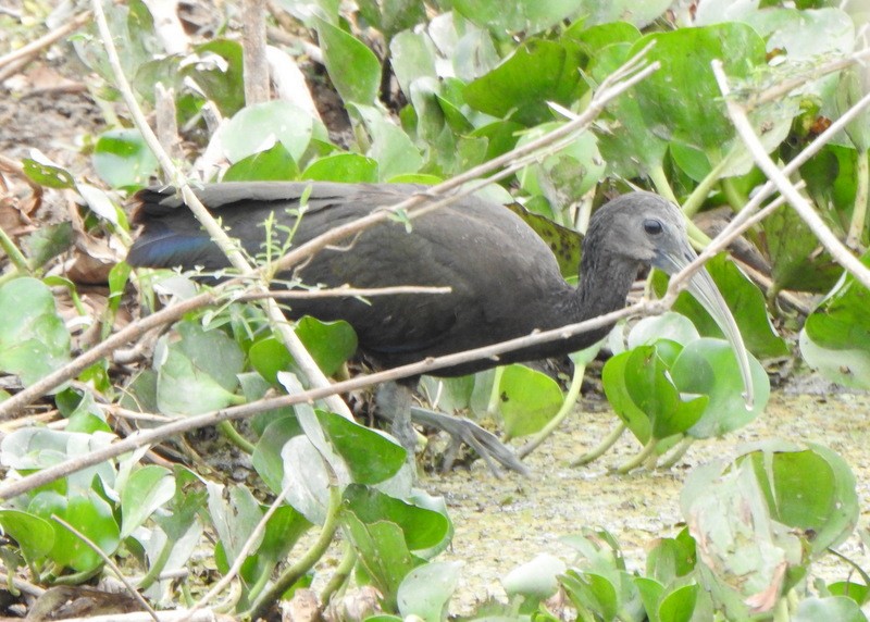 Green Ibis - ML641938144