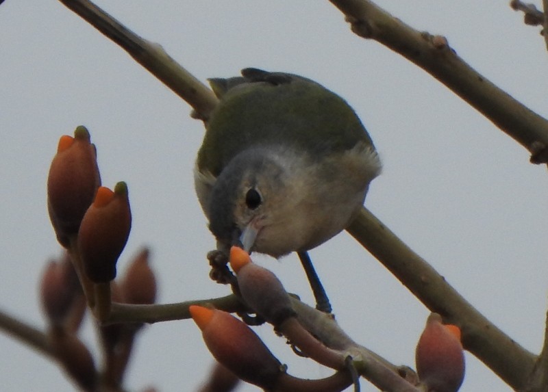 Chestnut-vented Conebill - ML641938150