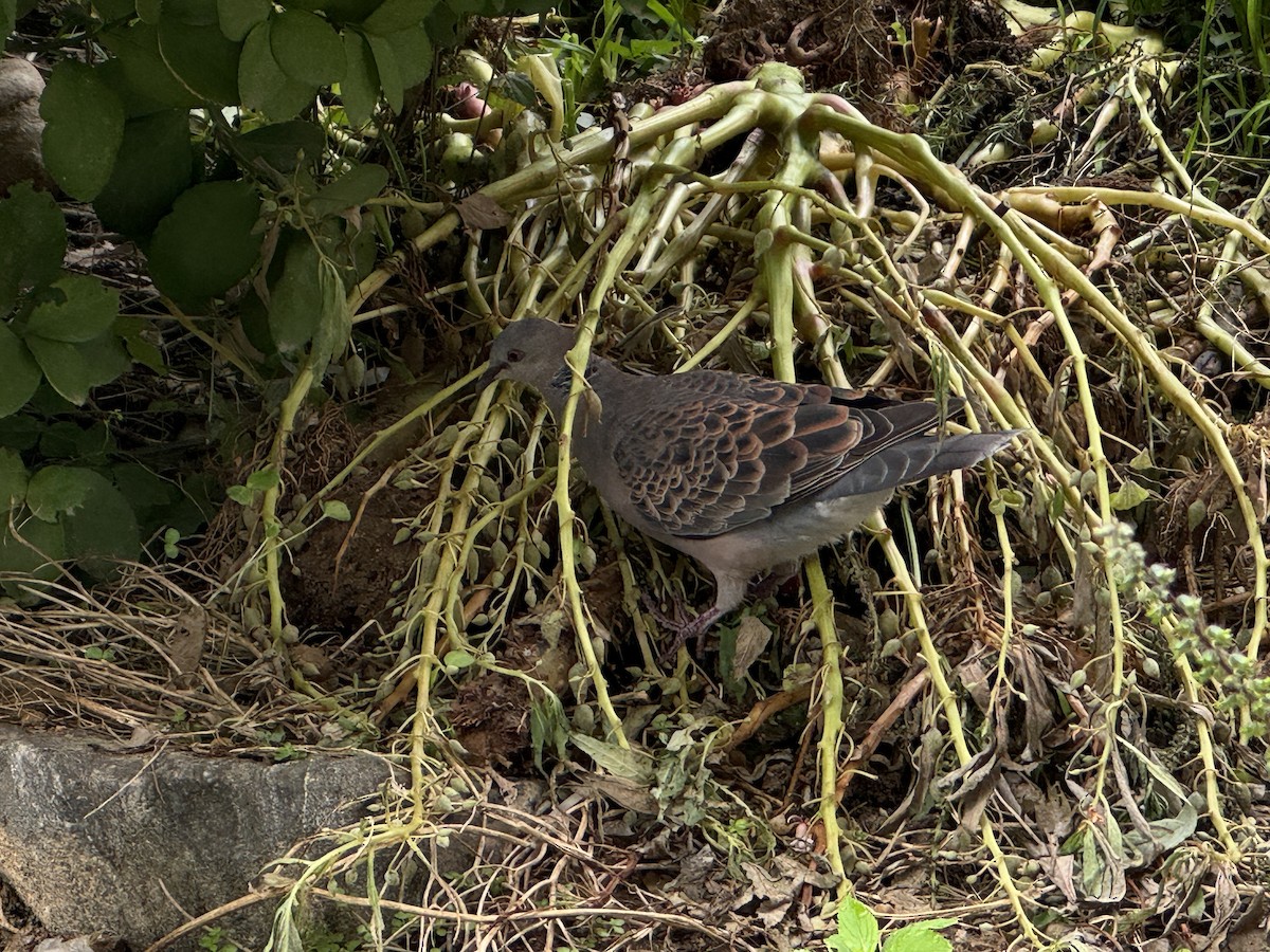 Oriental Turtle-Dove - ML641938152
