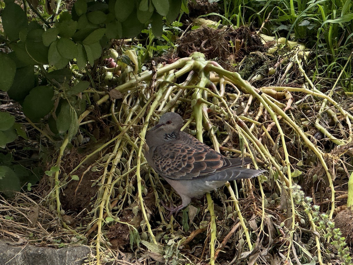 Oriental Turtle-Dove - ML641938153