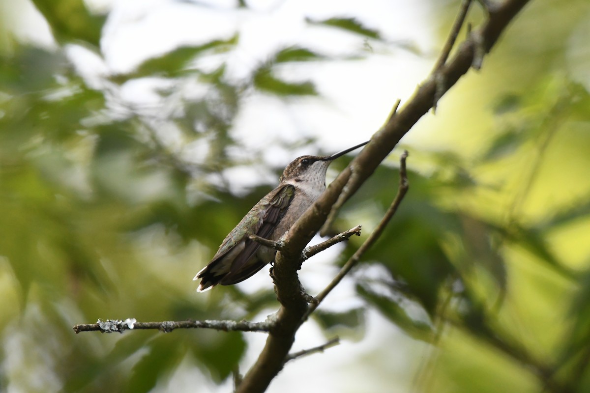 Colibrí Gorjirrubí - ML641938157