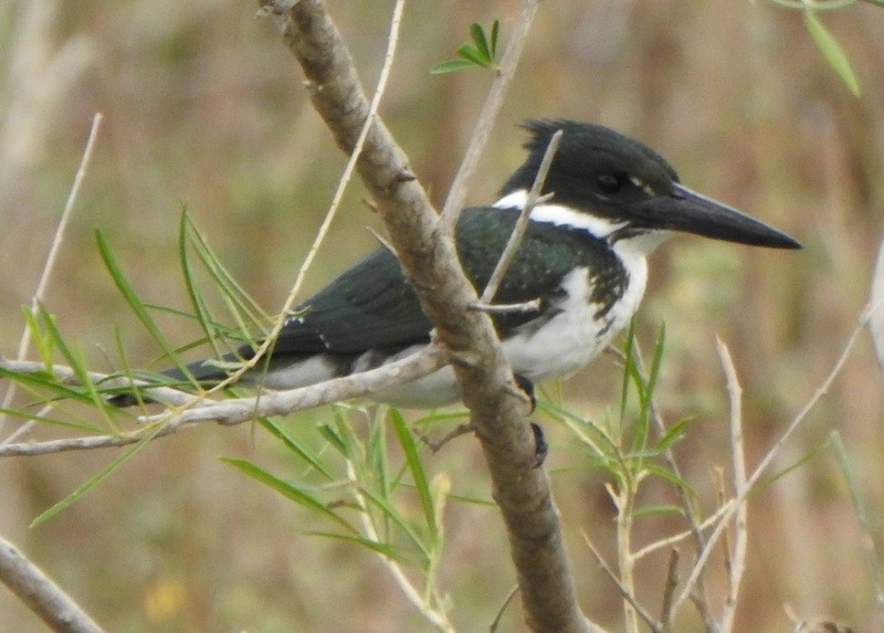 Amazon Kingfisher - ML641938158