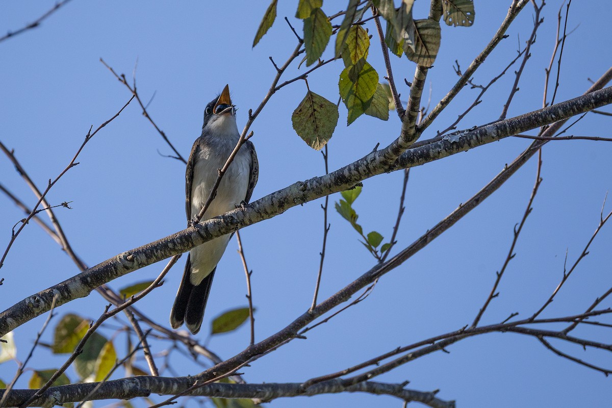 Eastern Kingbird - ML641938161