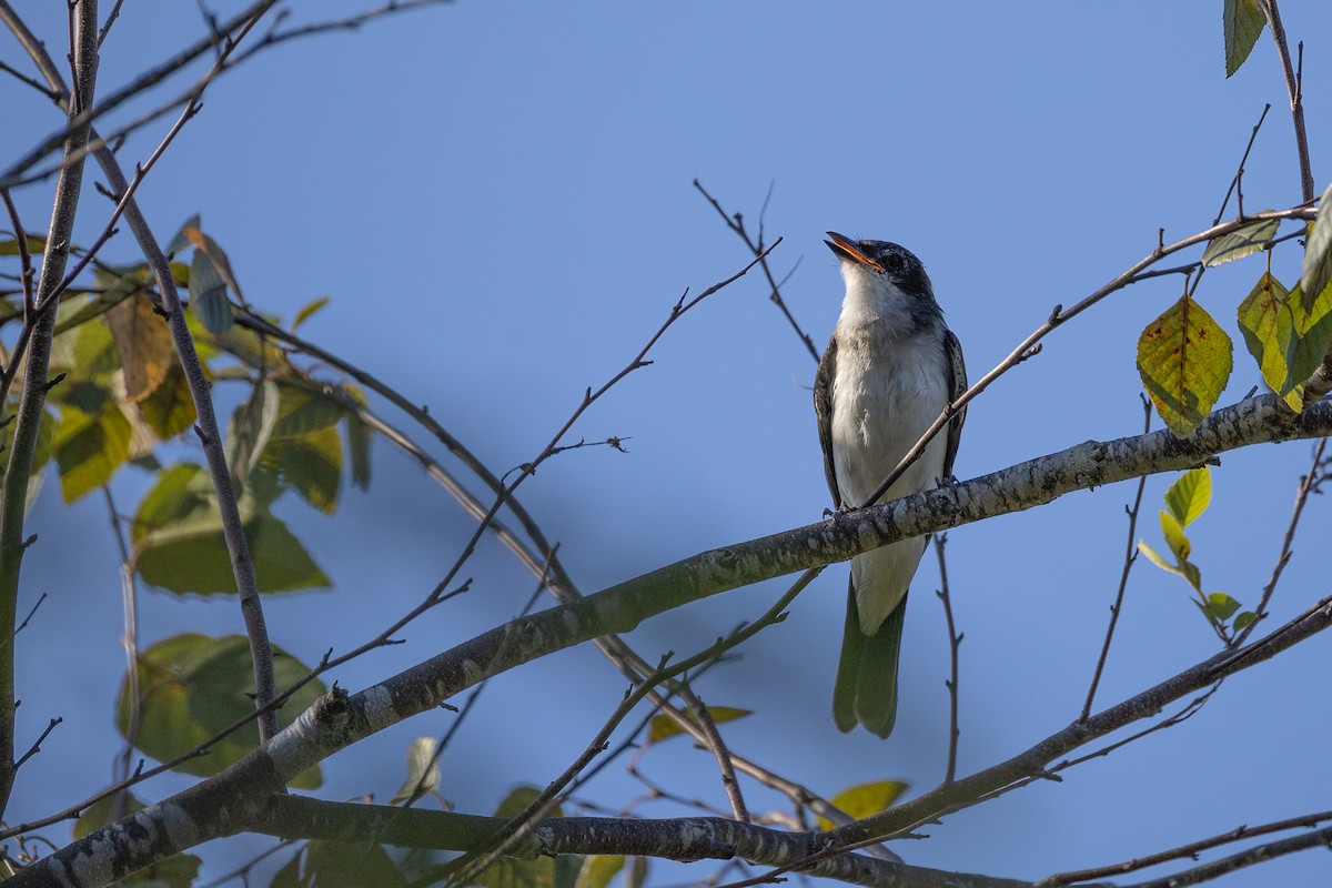 Eastern Kingbird - ML641938162