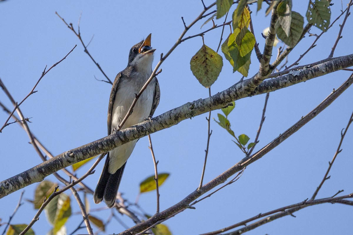 Eastern Kingbird - ML641938163