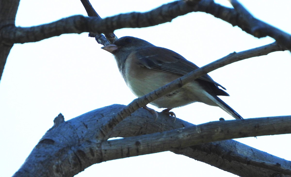 Dark-eyed Junco - ML641938165