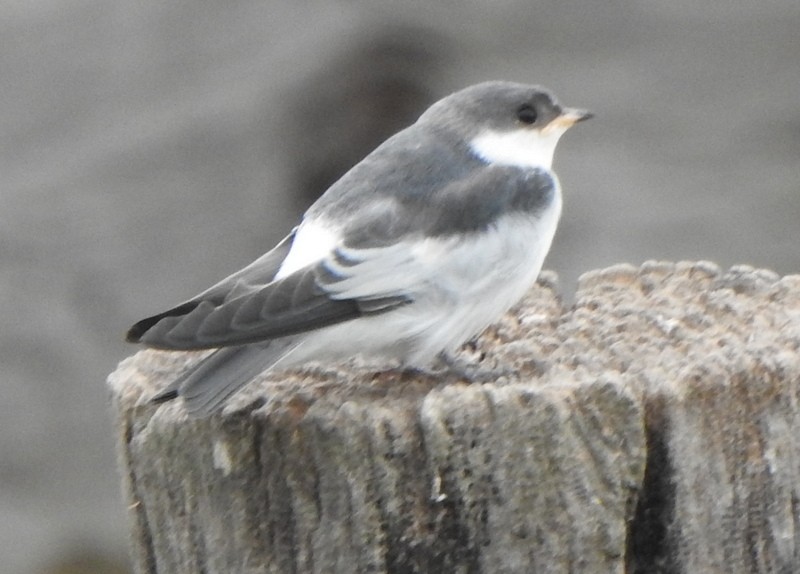 White-winged Swallow - ML641938167