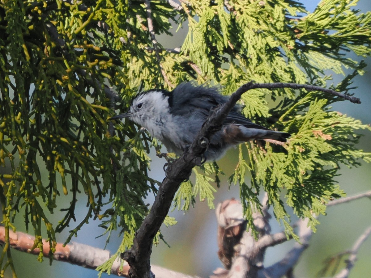 White-breasted Nuthatch (Interior West) - ML641938168