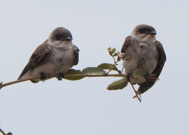 Brown-chested Martin - ML641938193