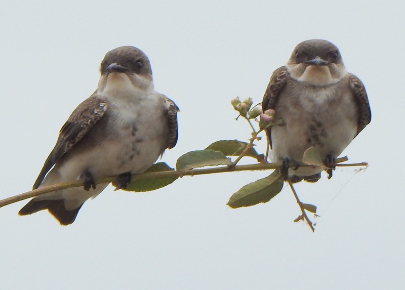 Brown-chested Martin - ML641938194