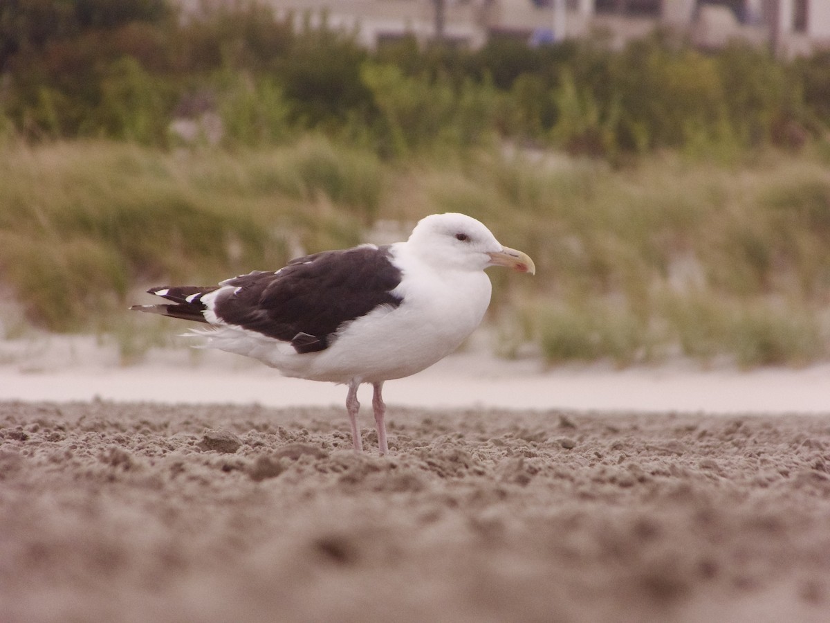 Great Black-backed Gull - ML641938195