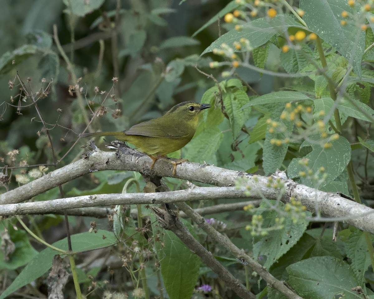 Two-banded Warbler - ML641938197