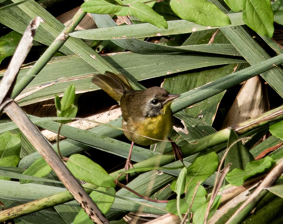 Common Yellowthroat - ML641938198