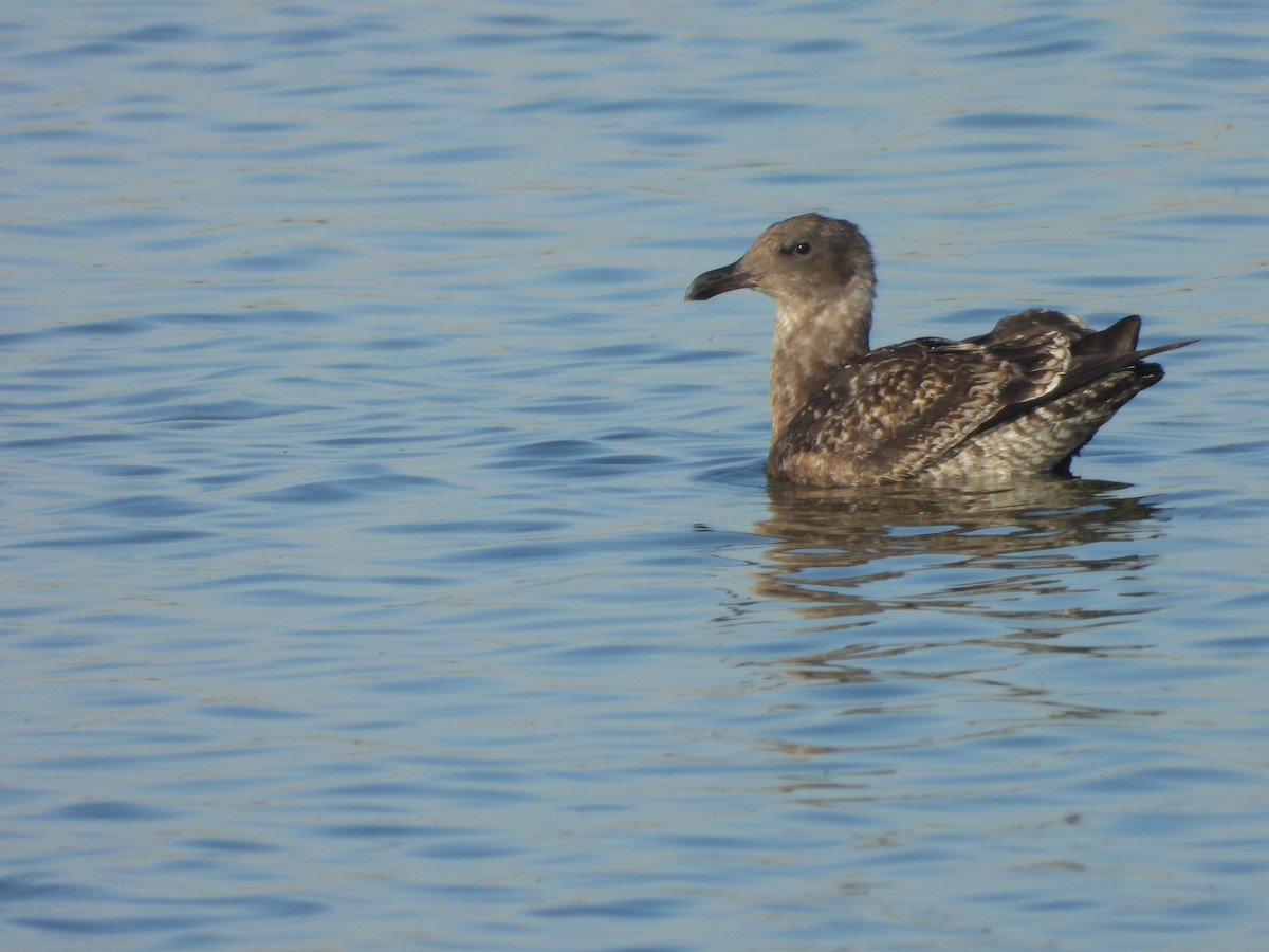 gull sp. - ML641938206