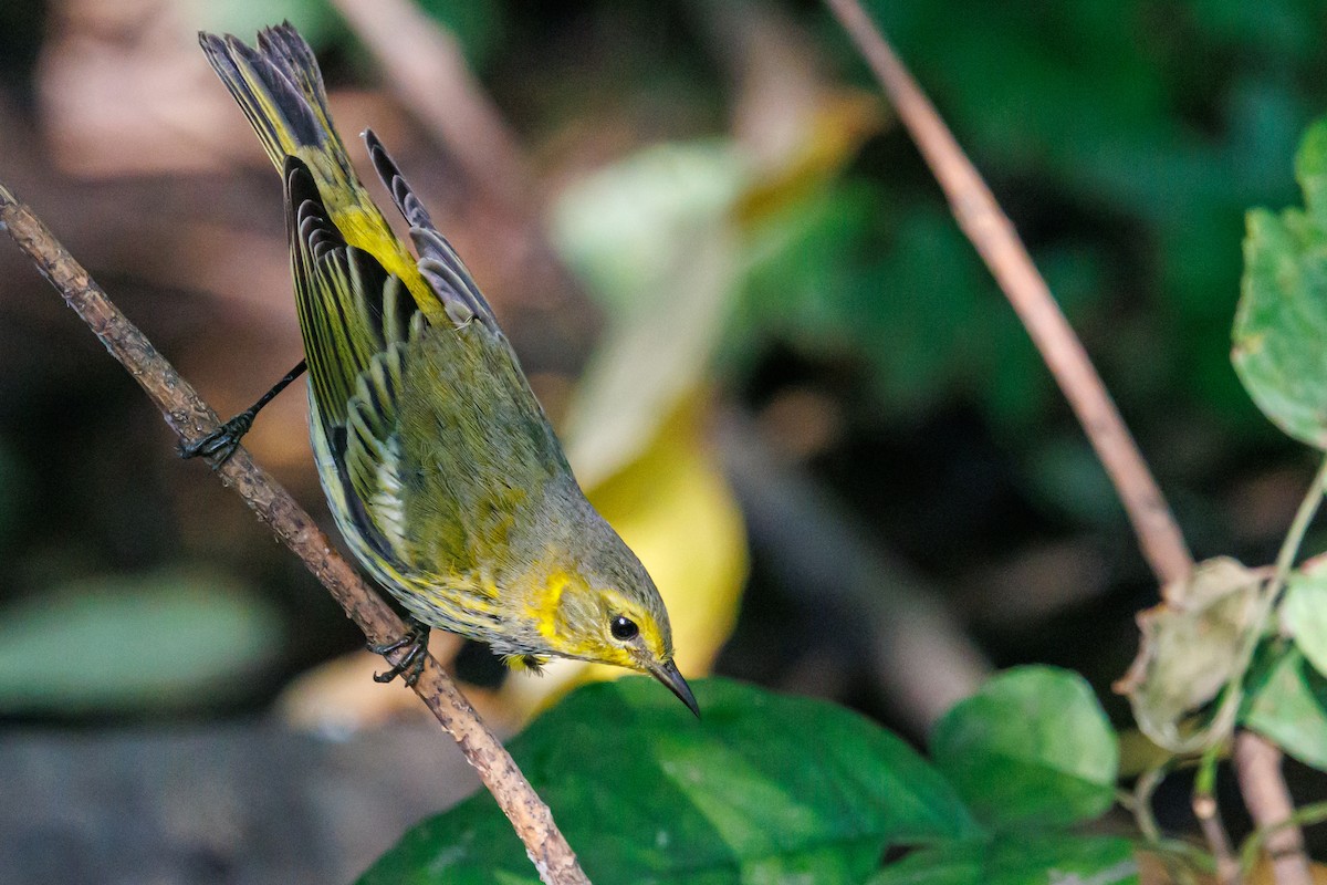 Cape May Warbler - ML641938213