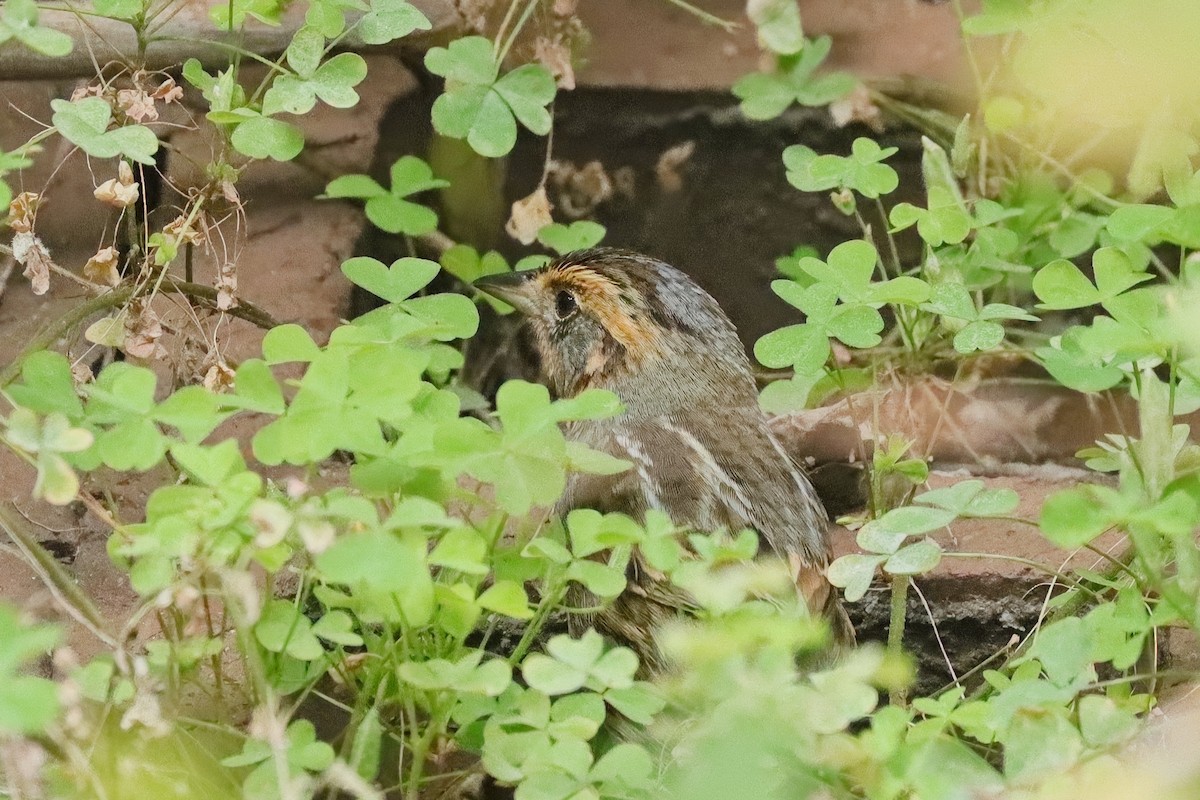 Saltmarsh Sparrow - ML641938228